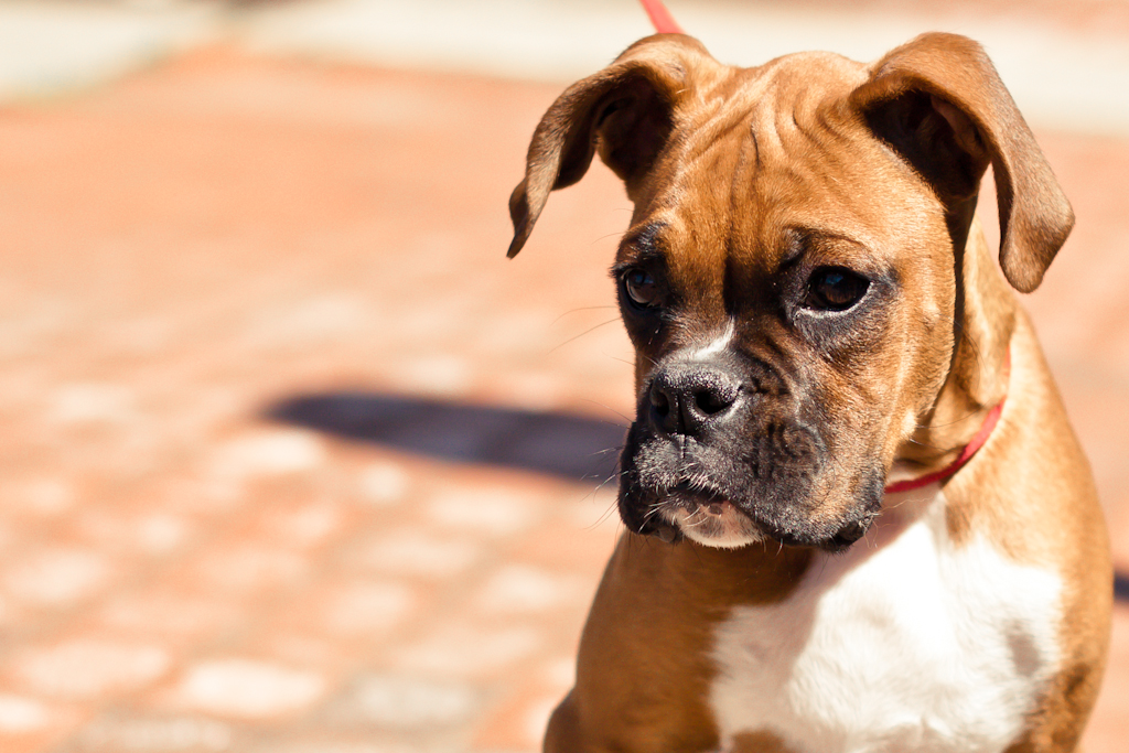 4 Months old boxer puppy