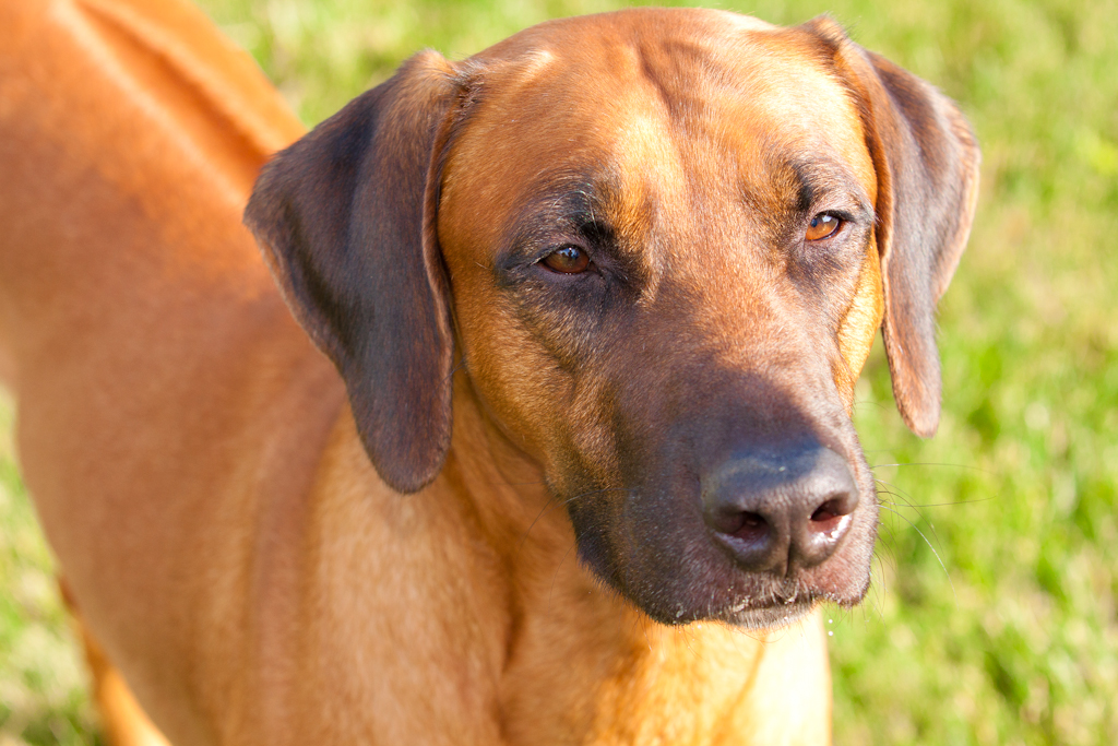 Bronze GCH Tobi’s Walk The Lion, TT, HIC, RN