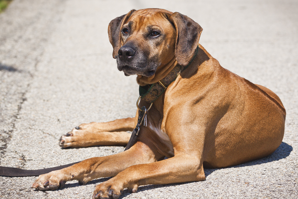 CH Tobi’s King Ramses The Third, TT CGC aka Ramses