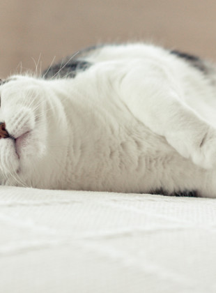 Pellegrino Enjoying Life to the fullest…