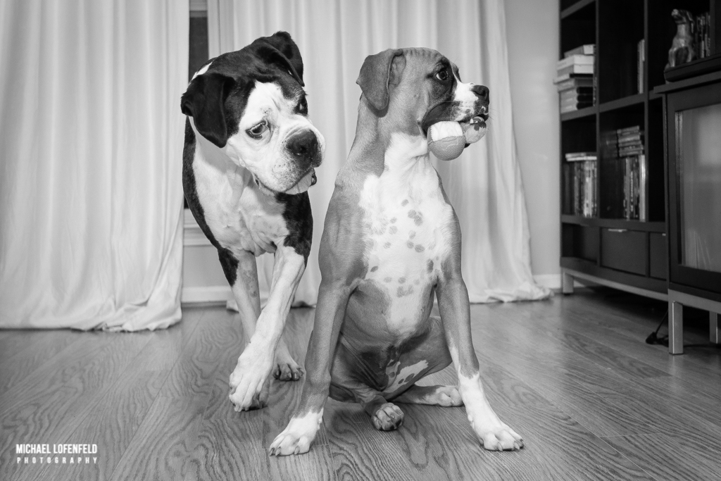 It’s a boxer thing…