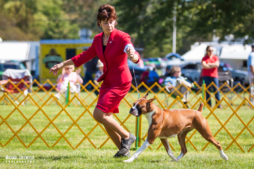 DOG SHOW PHOTOS