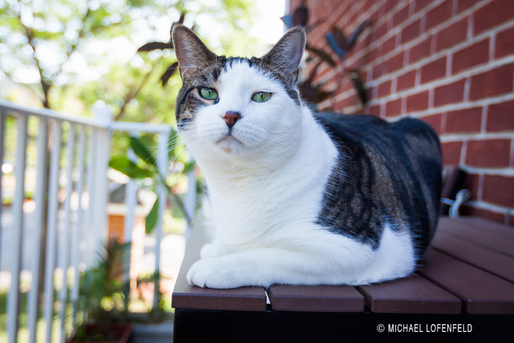 Pellegrino Enjoying Summer Day on the Balcony…
